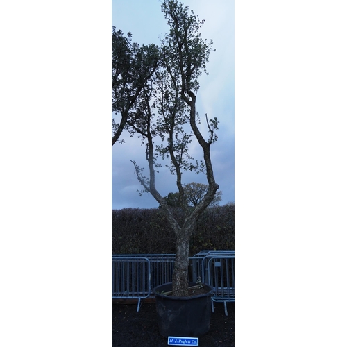 135 - Specimen Hardy Quercus Suber 20ft