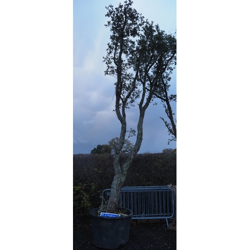 136 - Specimen Hardy Quercus Suber 20ft