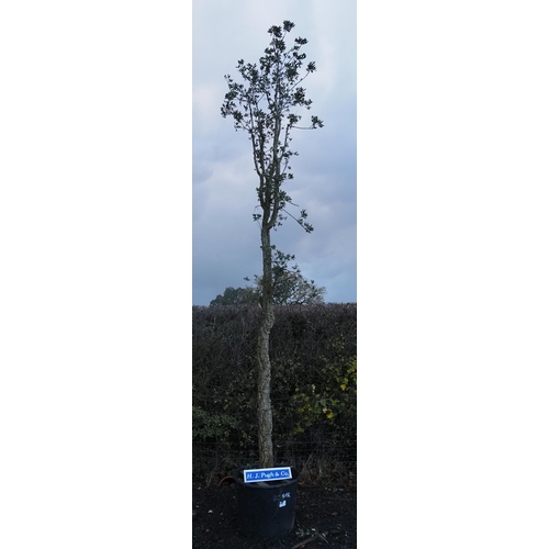 137 - Specimen Hardy Quercus Suber 18ft