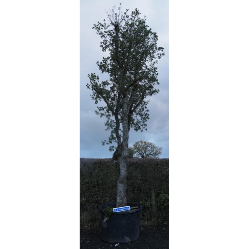 138 - Specimen Hardy Quercus Suber 20ft