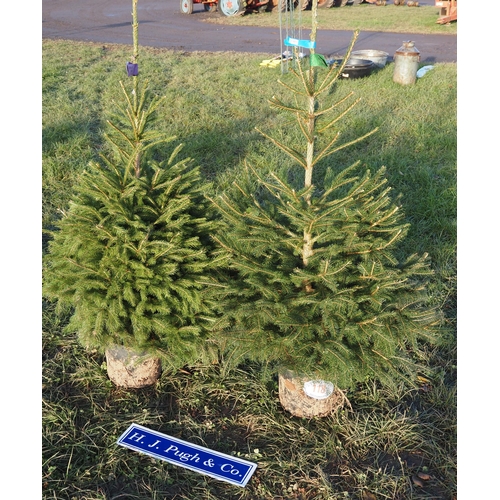 118 - 4ft Norway Spruce - 2