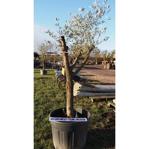 161 - Standard Hardy Olive Tree 6ft