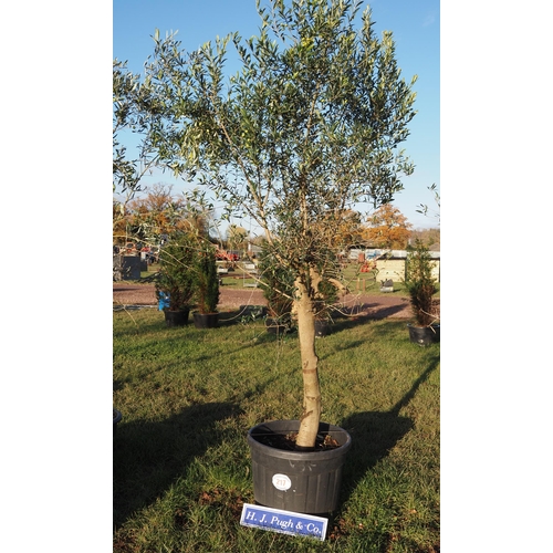 217 - Standard Hardy Olive Tree 8ft