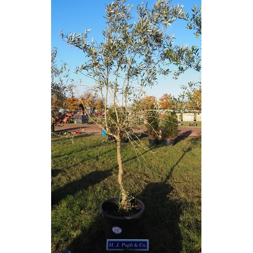 218 - Standard Hardy Olive Tree 8ft