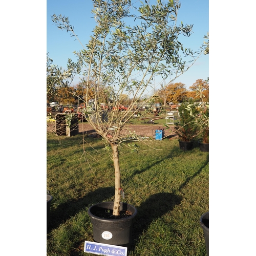 220 - Standard Hardy Olive Tree 8ft