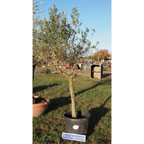 223 - Standard Hardy Olive Tree 8ft