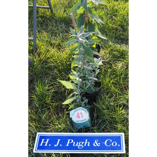 41 - Buddleia plants - 3