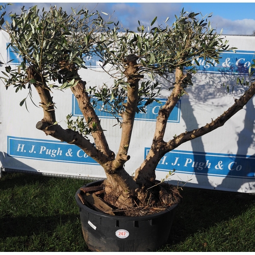 247 - Specimen Olive Tree 6ft