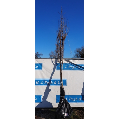 63 - Alnus Cordata bare root 12ft -2