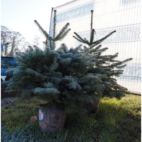 1362 - 4ft Nordman Fir - 2