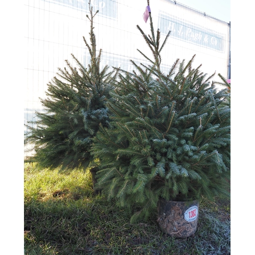 1363 - 5ft Norway Spruce - 2