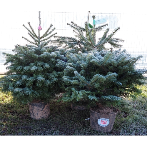 1364 - 4ft Nordman Fir - 3