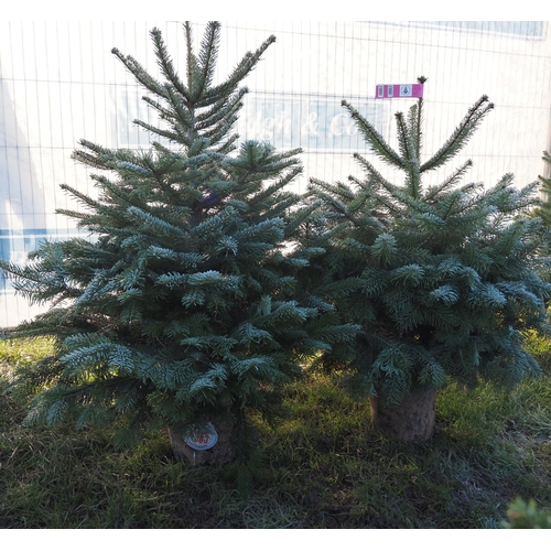 1365 - 4ft Nordman Fir - 2