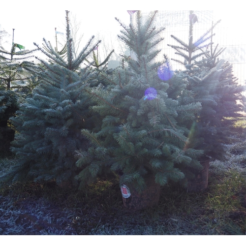 1366 - 4ft Blue Spruce - 3