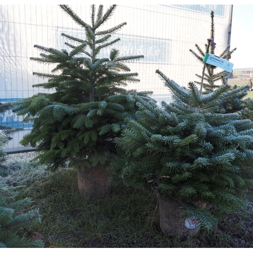 1368 - 3ft Nordmann Fir - 2