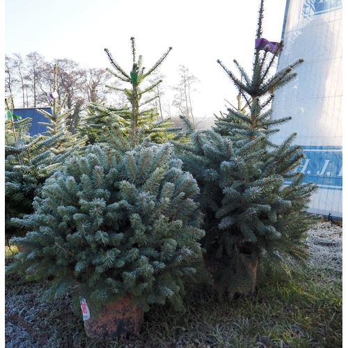 1369 - 3ft Blue Spruce - 2