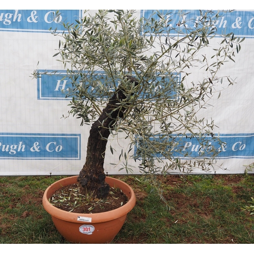 301 - Olive tree 5ft