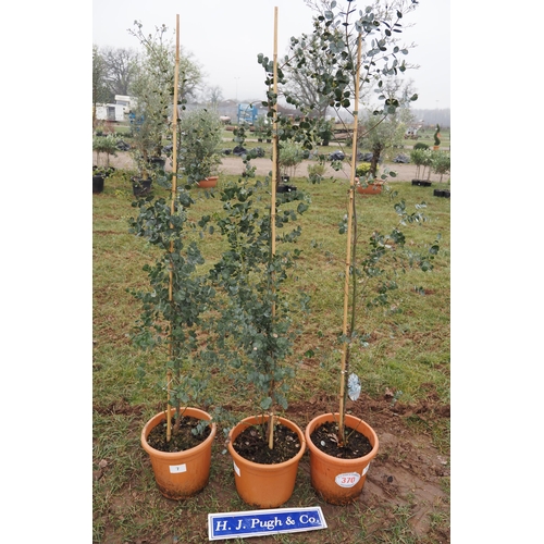 370 - Eucalyptus 5ft - 3