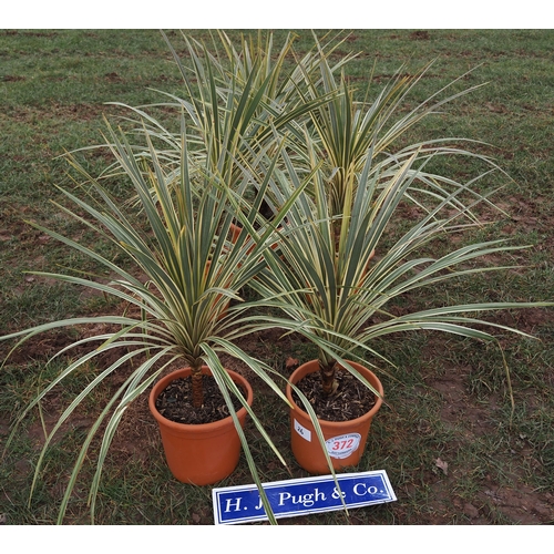 372 - Cordyline - 5