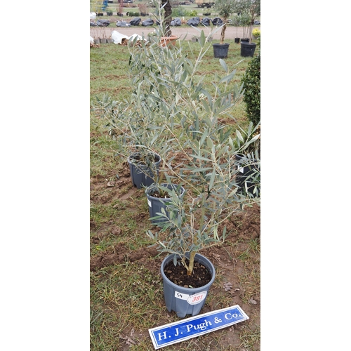 381 - Olive tree 3ft - 3