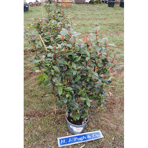 385 - Photinia - 4