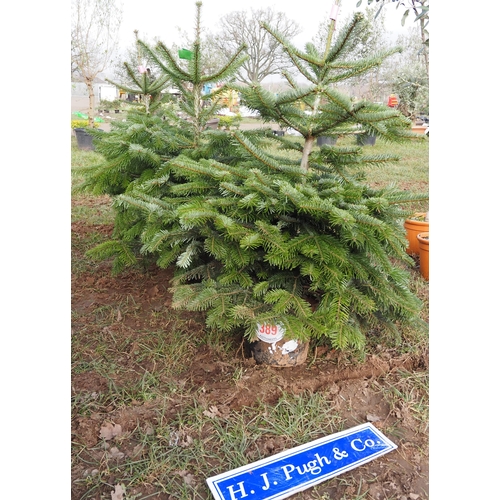 389 - Nordman fir trees 3ft - 3