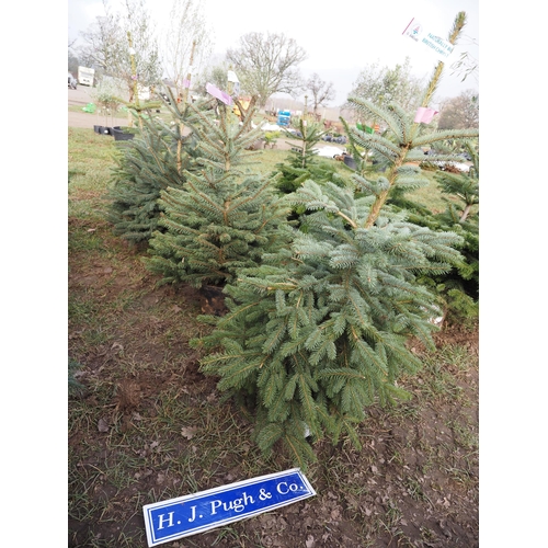 Blue Spruce and Nordman fir Christmas trees 3ft 4