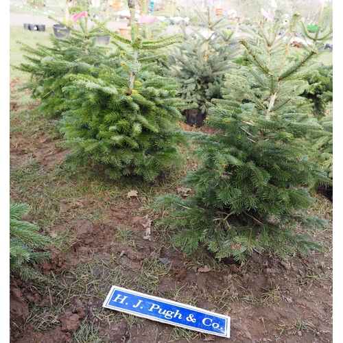 391 - Korean fir Christmas trees 3ft - 3