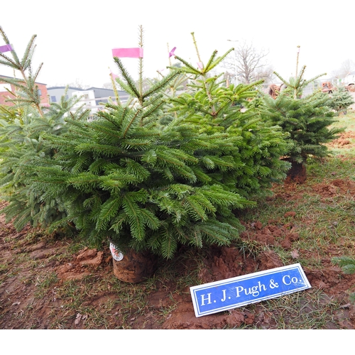 392 - Korean fir Christmas trees 3ft - 3