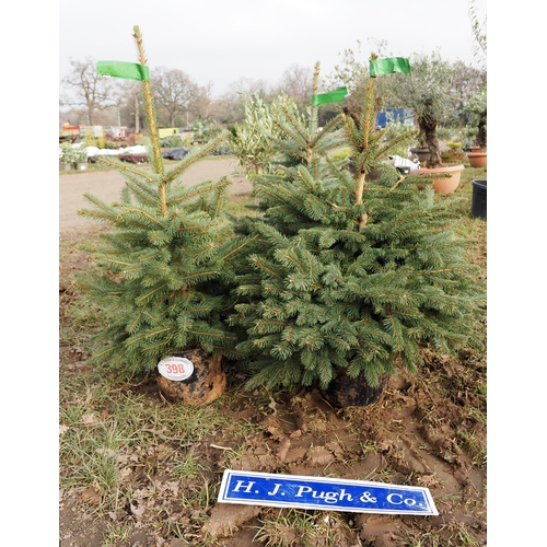 398 - Blue Spruce Christmas tree 3ft - 3