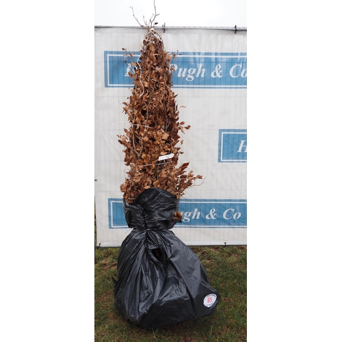 65 - Fagus Sylvatica bare root 6ft - 3