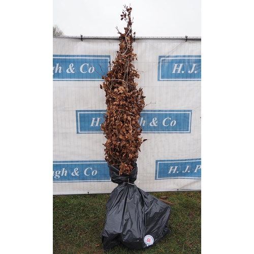 66 - Fagus Sylvatica bare root 7ft - 3