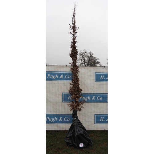 79 - Carpinus Betulus bare root 10ft