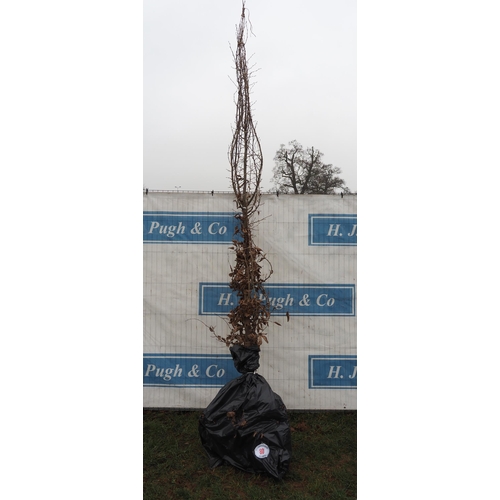 80 - Carpinus Betulus bare root 10ft