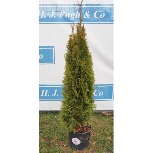 106 - Leylandii 4ft - 1