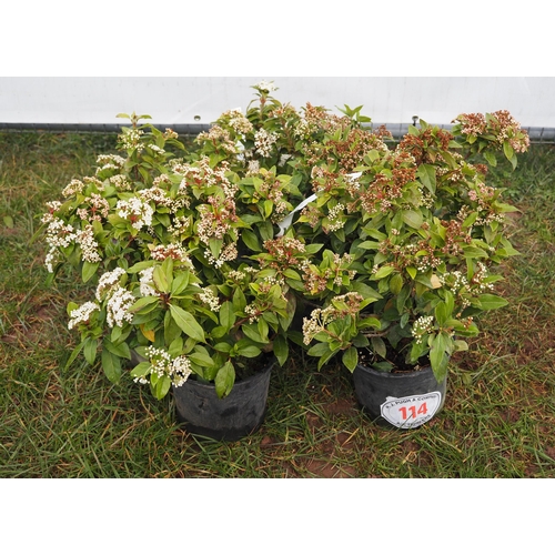 114 - Viburnum - 5