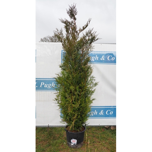 123 - Thuja Plicata 6ft - 1