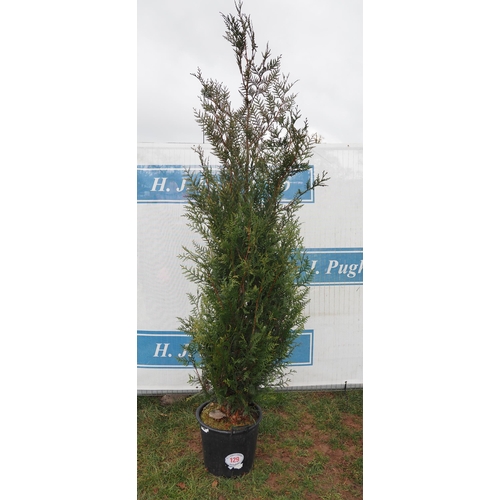 129 - Thuja Plicata 6ft - 1