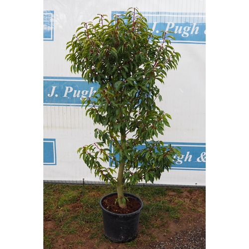 130 - Prunus Lusitanica 5ft - 1