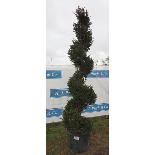 131 - Leylandii Spiral 8ft - 1