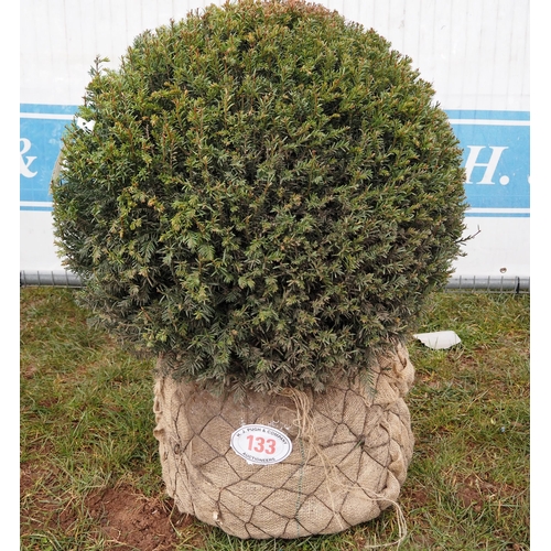 133 - Taxus ball 70cm - 1