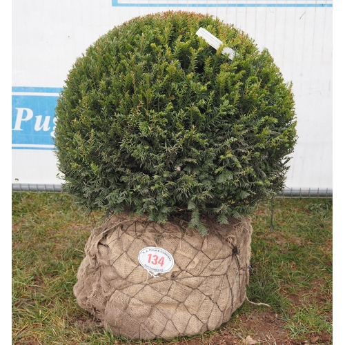 134 - Taxus ball 70cm - 1