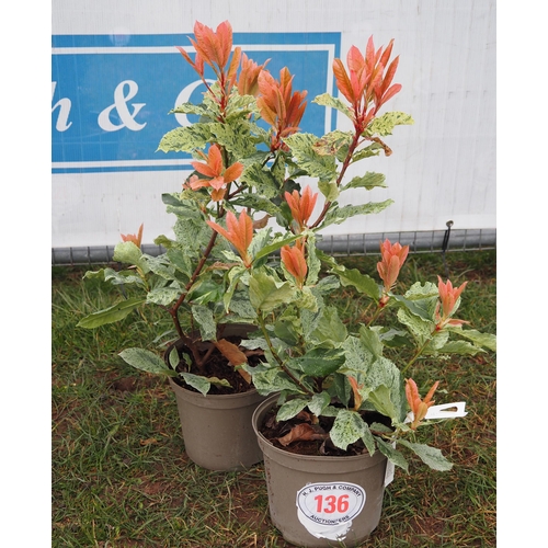 136 - Photinia Pink Crispy - 2