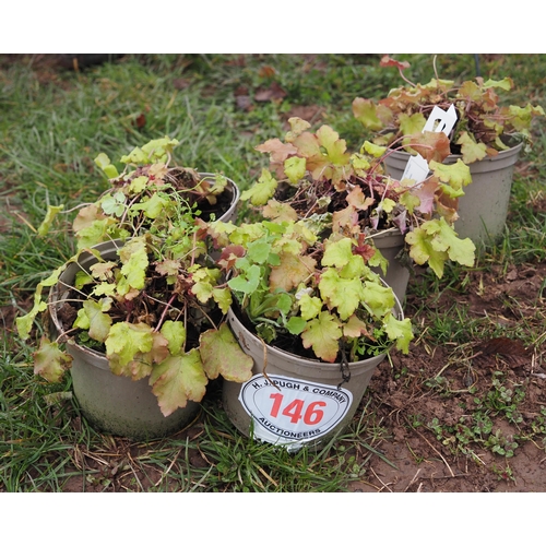 146 - Heuchera - 5