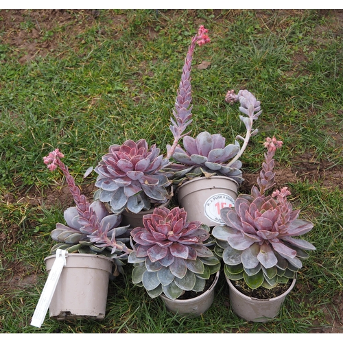 154 - Echeveria - 5