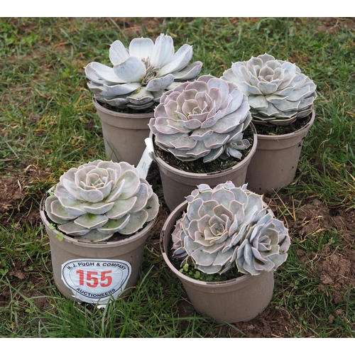 155 - Echeveria - 5