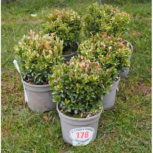 178 - Euonymus - 5