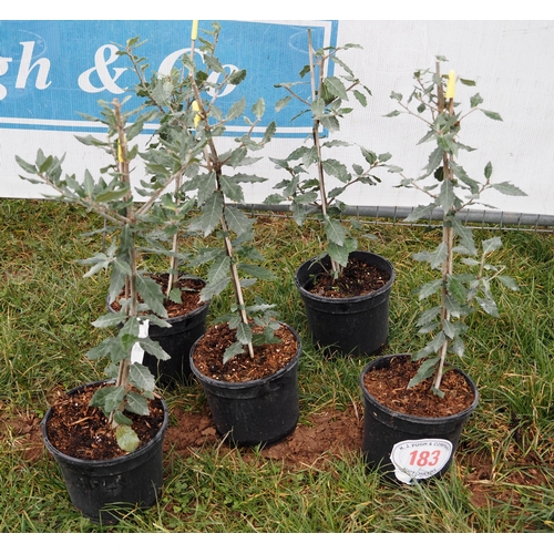 183 - Quercus Ilex - 5