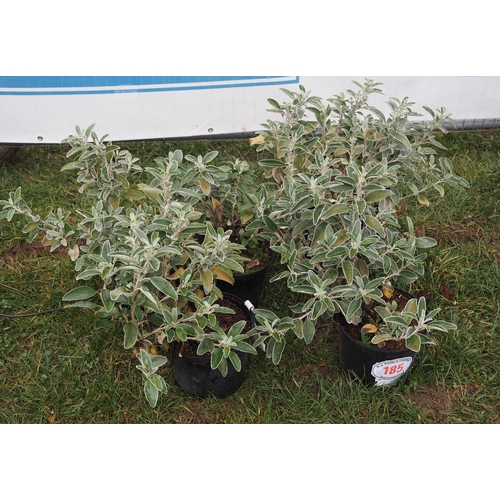 185 - Buddleja - 5