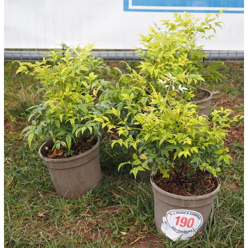 190 - Nandina - 5